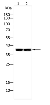 BDH1 Antibody