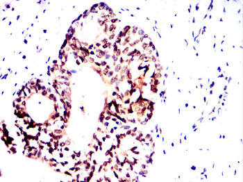 NKX3-1 Antibody