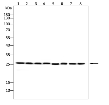 NKX3-1 Antibody