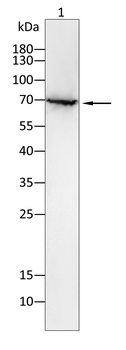 PWWP3A Antibody