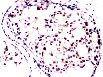 PAX6 Antibody