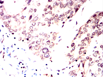 PAX6 Antibody