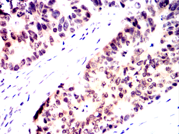 PAX6 Antibody