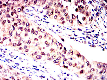 PAX6 Antibody
