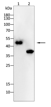 PAX6 Antibody