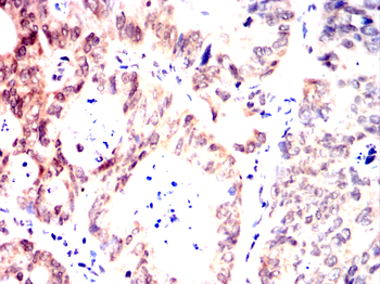 WDR5 Antibody