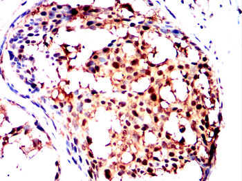 WDR5 Antibody