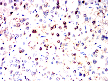 WDR5 Antibody