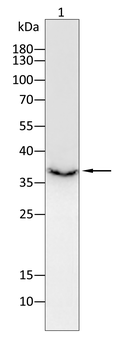 WDR5 Antibody