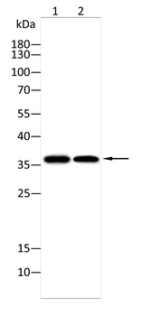 WDR5 Antibody