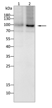 STAT5B Antibody