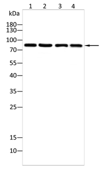 STAT5B Antibody