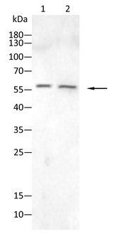 TRIB2 Antibody
