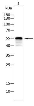 TRIB2 Antibody