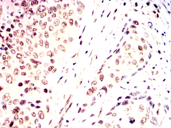CDC25C Antibody