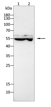 CDC25C Antibody