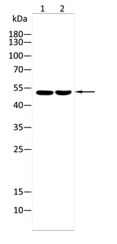 CDC25C Antibody
