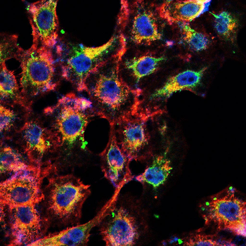 FLT4 Antibody