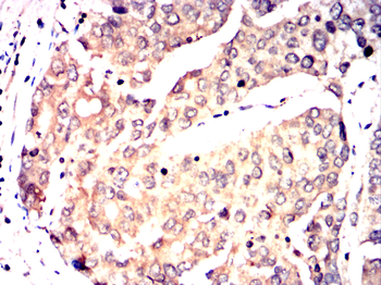 FLT4 Antibody