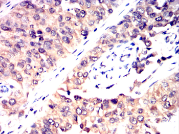 FLT4 Antibody