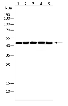 GFI1 Antibody