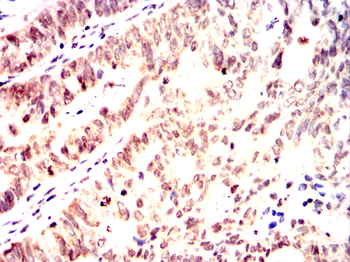 GFI1 Antibody