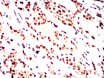 GFI1 Antibody