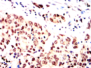 GFI1 Antibody