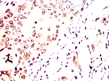GFI1 Antibody