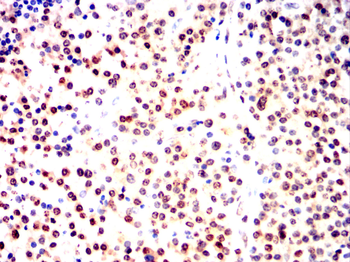 GFI1 Antibody
