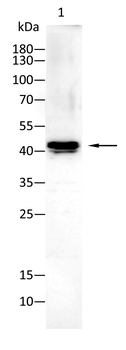 GFI1 Antibody