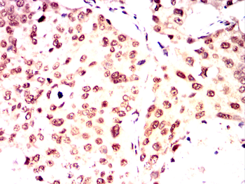 MYOD1 Antibody