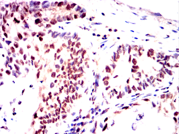 MYOD1 Antibody