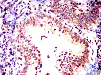 MYOD1 Antibody