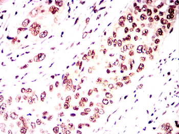 MYOD1 Antibody