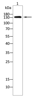 ITGA1 Antibody