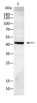INHA Antibody