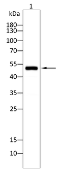 CSK Antibody