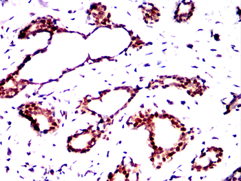 PAX8 Antibody
