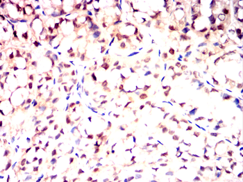 PAX8 Antibody