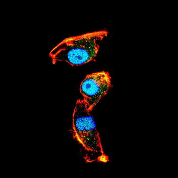 CRTC2 Antibody