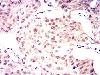 CRTC2 Antibody