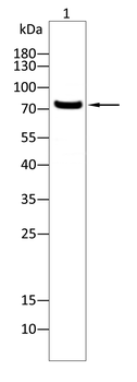 CRTC2 Antibody