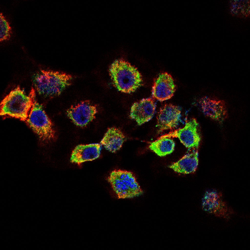 KDM3A Antibody