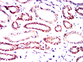 BLK Antibody