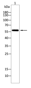 BLK Antibody