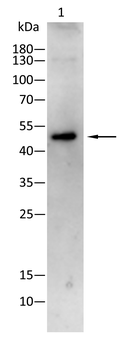 BLK Antibody