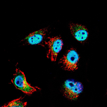 NACC1 Antibody