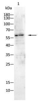 NACC1 Antibody