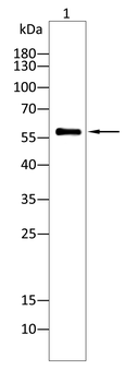 NACC1 Antibody